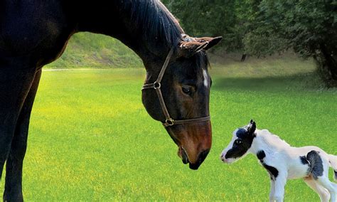 Einstein, the world's smallest horse, gets set for first birthday | Daily Mail Online