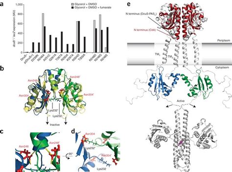 Functional Effects Of Mutations In The Cytoplasmic Pas Domain And Their