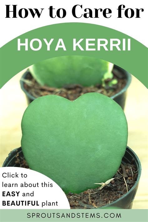 Hoya Kerrii The Sweetheart Plant For Your Green Oasis