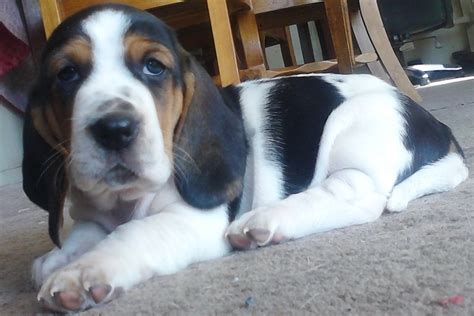 Closer Look At Sweetness Bagle Pup Half Beagle Half Basset Hound Basset Hound Beagle