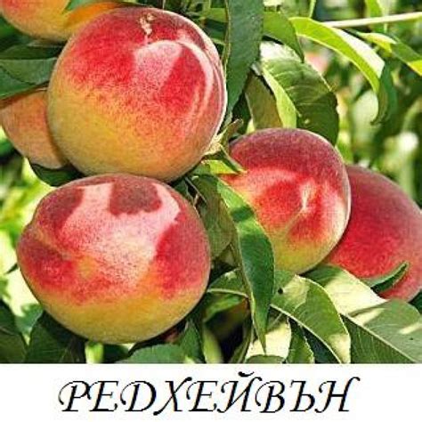 Е-магазин - Страница 6 от 18 - Флоров