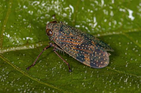 Coelidiinae From Salto Rio Apor Cassil Ndia Ms Brasil