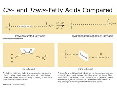 Ppt Chapter 5 The Lipids Powerpoint Presentation Free Download Id243488