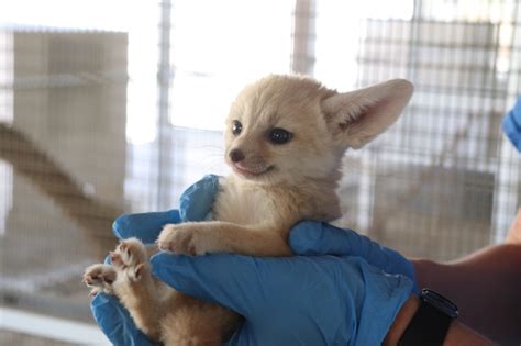 Fennec Fox Kits! - ZooBorns