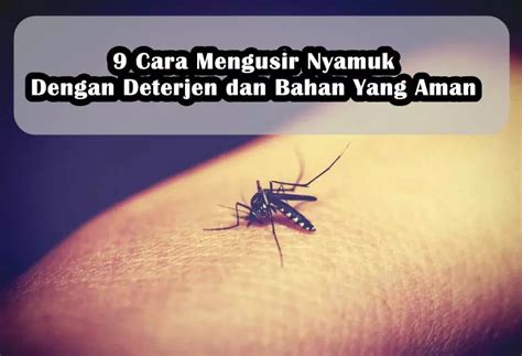 9 Cara Mengusir Nyamuk Dengan Deterjen Dan Bahan Yang Aman BanyakCara