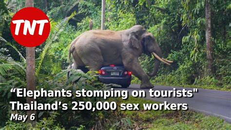 “elephants Stomping On Tourists” Thailands 250k Sex Workers May 7