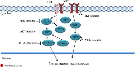 Targeting The PI 3 K AKT MTOR Pathway In Triple Negative Breast