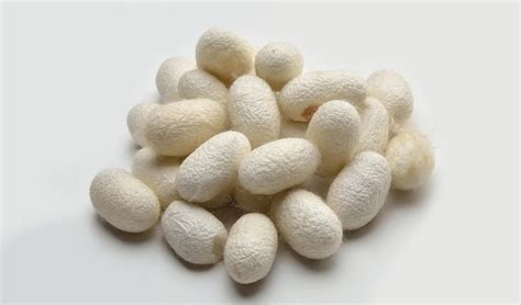 The Marvels Of Silk Cocoon In Skincare
