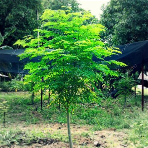 Brother Nursery Moringa Plant, Color : Green at Rs 40 in Kolkata - ID ...