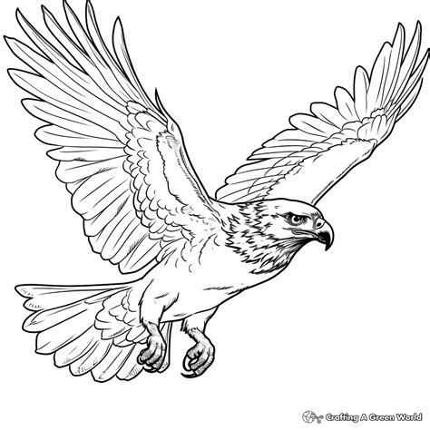 Hawk Coloring Printable