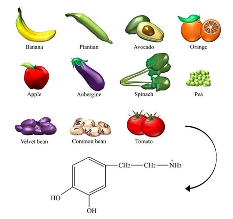 Dopamine Diet Food List - bitmoms