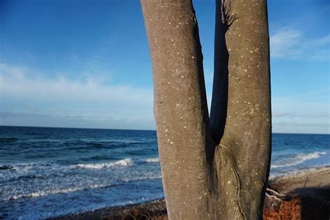 Baum Natur Strand Kostenloses Foto Auf Pixabay Pixabay