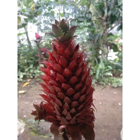 Jual Jual Nanas Merah Hutan Asli 1 Kg Shopee Indonesia