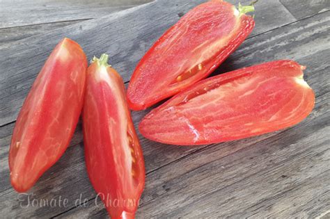 Polish Linquisa Tomate De Charme