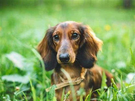 Can Dachshunds Get Bloat And How To Get Rid Of Bloat