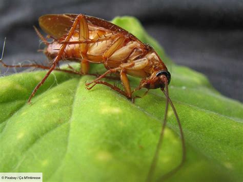 Quelle est la différence entre une blatte et un cafard