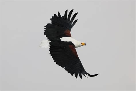 African Fish Eagle By Stalkerofbirds On Deviantart