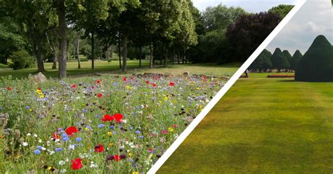 How To Convert A Lawn Into A Colourful Wildflower Meadow Original