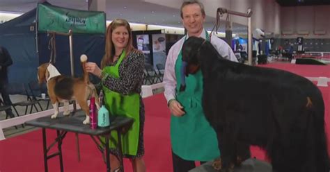 Great American Dog Show Preparation For The Competition Cbs Chicago