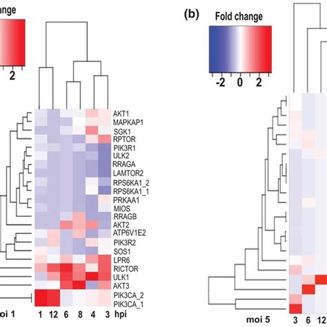 The Activation Dynamics Of Genes Involved In Autophagy Regulation Are