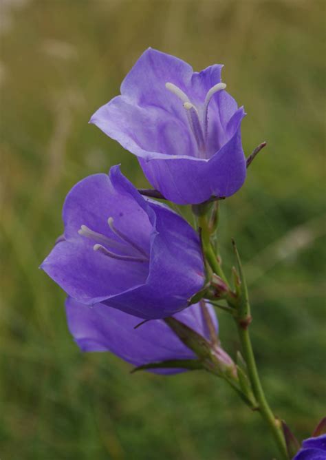 Flora Of Mt Pelion