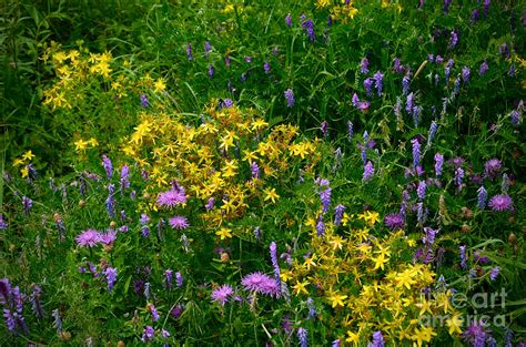 Mountain Wildflowers 2 Photograph By Janet Davaros Fine Art America