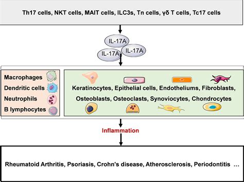 Frontiers Role Of Interleukin A In The Pathomechanisms Of