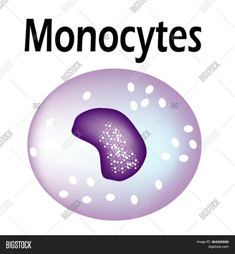 Structure Monocyte. Image & Photo (Free Trial) | Bigstock