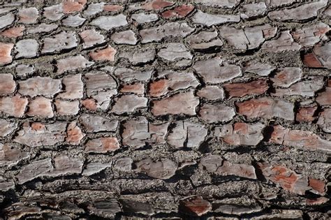 Bark Tree Structure Free Photo On Pixabay Pixabay