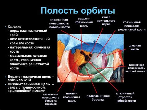 Глазница: строение, функции, симптомы заболеваний - "здоровое око"