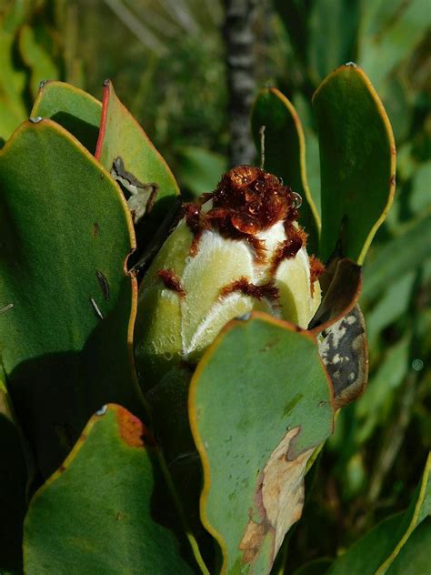 Brownbeard Sugarbush From Greyton Nature Reserve 7233 South Africa On