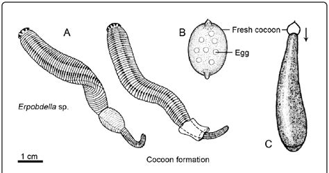 Cocoon Production Via The Secretion Of Proteinaceous Material By The Download Scientific