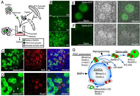 Figure 4 From Self Renewing Epiblast Stem Cells Exhibit Continual