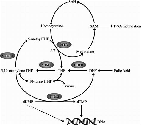 Overview Of The Folate Metabolic Pathway Download Scientific Diagram