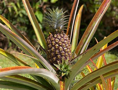 How To Grow And Care For Pineapple Plants Complete Guide