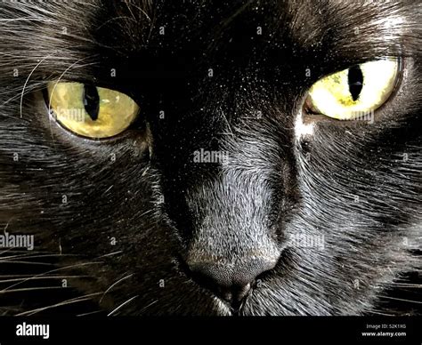 Black Cat With Green Eyes Stock Photo Alamy