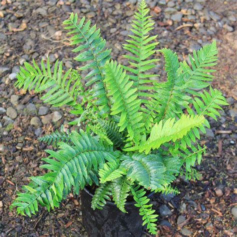 Polystichum munitum - Western Sword Fern | Western Star Nursery