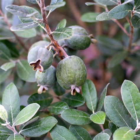 Pineapple Guava For Sale at Ty Ty Nursery