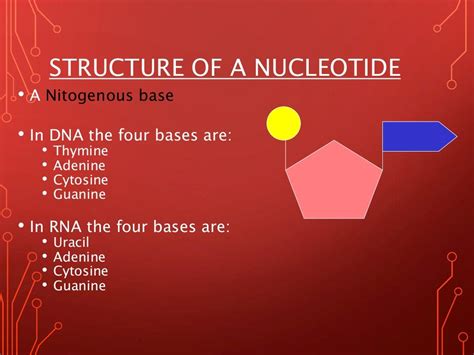 Dna Slides Grade 12 Life Sciences