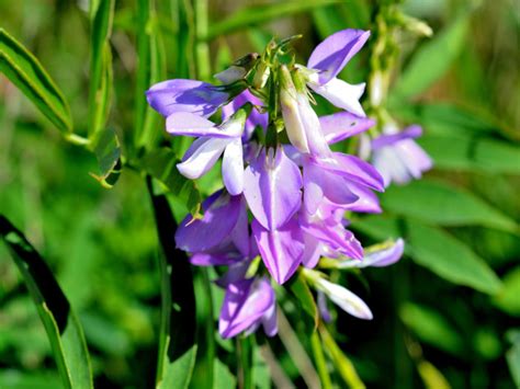 4 Proven Benefits Of Skullcap Tea And How To Make It Organic Facts