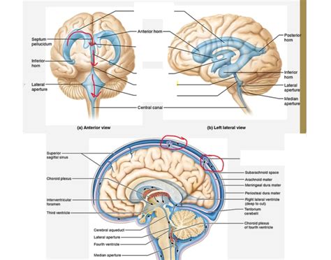 csf movement labeling quiz