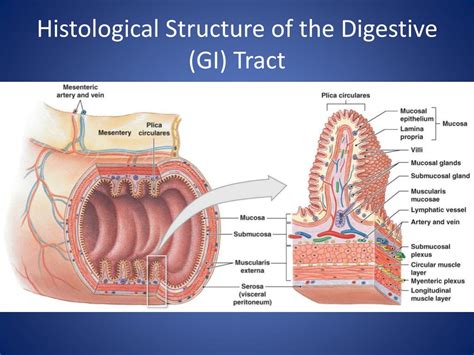 Ppt Digestive System Powerpoint Presentation Free Download Id1178975