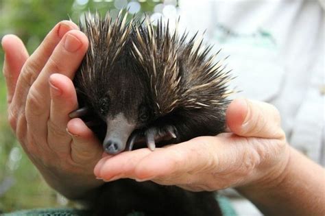 Baby Echidna (13 pics)