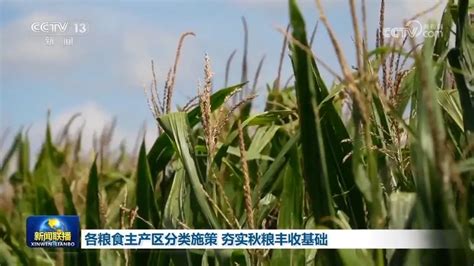 各粮食主产区分类施策 夯实秋粮丰收基础澎湃号·媒体澎湃新闻 The Paper