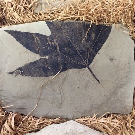 Fossilized Leaves