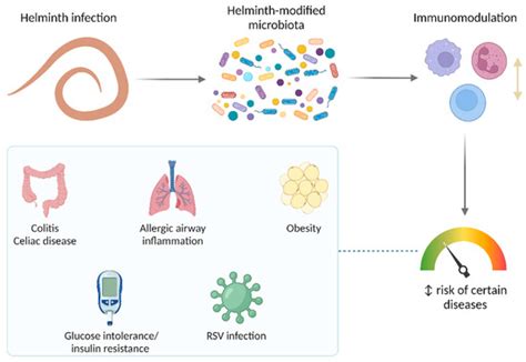 Ijms Free Full Text Helminths And Bacterial Microbiota The