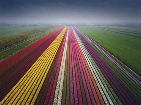 Beautiful tulip fields in Holland : r/oddlysatisfying