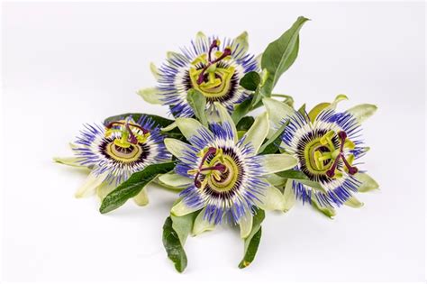 Premium Photo Close Up Passiflora Passion Flower Passiflora Caerulea