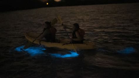 La Parguera Bioluminescent Bay In Puerto Rico (2024) - Ultimate Guide