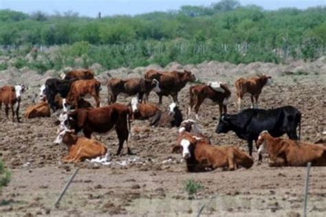 Declaran La Emergencia Agropecuaria En Corrientes Corrientes Hoy